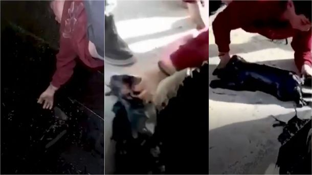 Video viral: rescató a un perrito de un depósito de petróleo