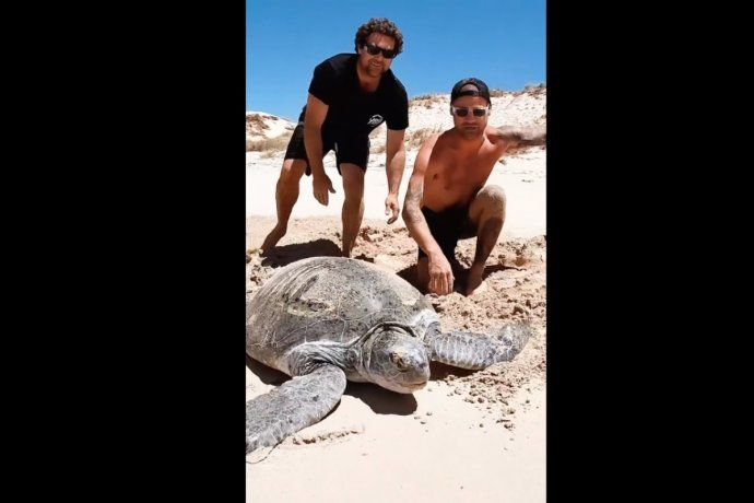 Rescate de tortuga marina