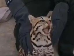Apareció un leopardo en el baño de una casa. Crédito: El Tiempo.