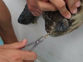 Rescataron a una tortuga marina que tenía un sorbete atorado en la nariz
