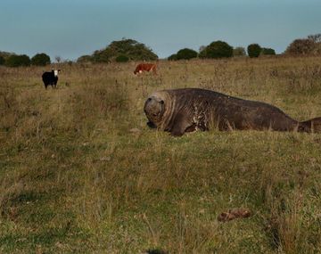 Gentileza Zoológico de Buenos Aires.