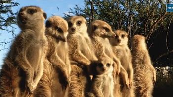 la fifa lanzo un simpatico video para el mundial de clubes la fifa lanzo un simpatico video para el mundial de clubes