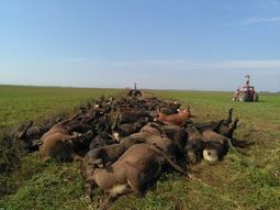 Por el calor, murieron cerca de 60 vacas en La Pampa