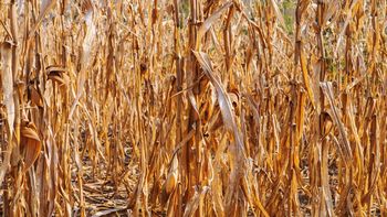 Uruguay rompe récords de importación de maíz por la sequía. Uruguay rompe récords de importación de maíz por la sequía.