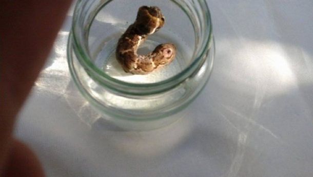 Extraño animal con dos cabezas aparece en una casa del Conurbano