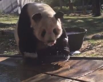 Mirá el divertido baño de espuma de un oso panda