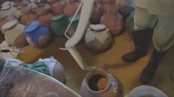 ¿Qué pasa cuando el veneno de una cobra entra en contacto con la sangre?