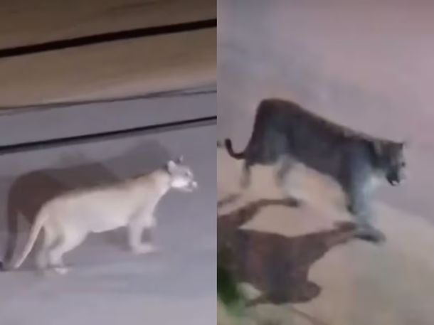 Video: un puma recorrió con calma las calles de Valeria del Mar y sorprendió a los vecinos
