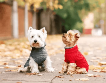 Multas millonarias por no levantar la caca del perro en Buenos Aires.