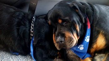 conmovedor: un rottweiler llora a su hermano muerto conmovedor: un rottweiler llora a su hermano muerto