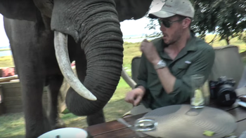 video: un elefante enojado se desquita con turistas que estaban comiendo video: un elefante enojado se desquita con turistas que estaban comiendo