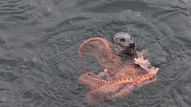 Mirá la feroz pelea entre un pulpo gigante y una foca que quería comerlo