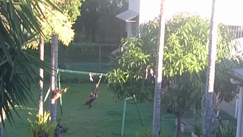 video: un perro se divierte saltando y balanceandose en el jardin de su casa video: un perro se divierte saltando y balanceandose en el jardin de su casa