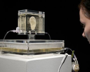 Reproducen la oreja cortada de Van Gogh con ADN de un bisnieto