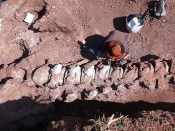 Revelan más detalles de los restos de tiranosaurio hallados en Neuquén