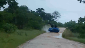 un elefante enojado vuelca un auto con turistas un elefante enojado vuelca un auto con turistas