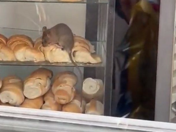 Filmaron a una rata comiendo medialunas en una panadería de Congreso