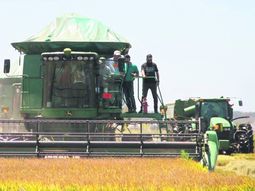 La trilla comenzó en la localidad artiguense de Mones Quintela. La trilla comenzó en la localidad artiguense de Mones Quintela.