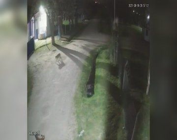 General Rodríguez: encontraron un puma deambulando por la ciudad