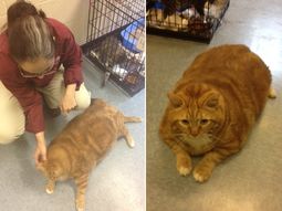 el gato mas gordo del mundo lucha por recuperar su salud el gato mas gordo del mundo lucha por recuperar su salud