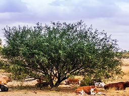 el mtop respondio la critica de los productores por corte de pasto en rutas el mtop respondio la critica de los productores por corte de pasto en rutas
