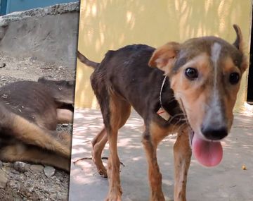 El milagro de un cachorro que le ganó a la muerte