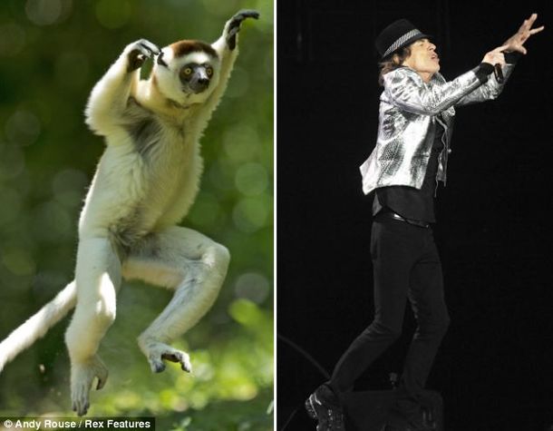 Un animal copió todos los movimientos de Mick Jagger al bailar