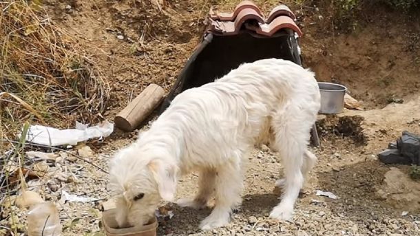 Un perro vive hace un año y medio en el lugar donde murió el dueño en un choque