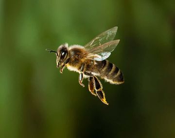 Iba en moto por la ruta y murió atacado por un enjambre de abejas