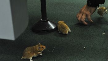 soltaron ratas en el congreso de brasil por el petrolao soltaron ratas en el congreso de brasil por el petrolao