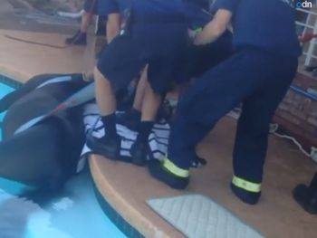Cómo rescataron a caballo que se cayó a una pileta