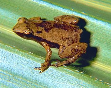 Descubren que una especie de rana escucha con los oídos