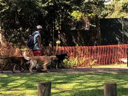 Denuncian a un paseador de Belgrano por atacar perros con un pitbull: Ya mató a dos caniches y un yorkshire