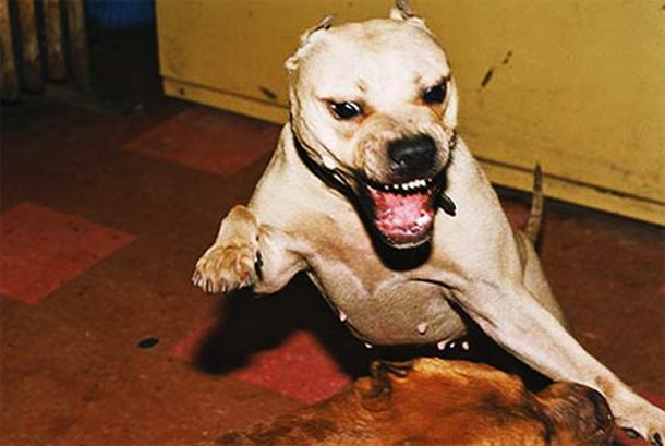 Perro2
