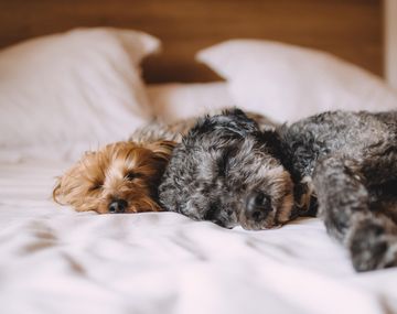 Confirman que los perros obedecen mejor cuando sus dueños están de buen humor
