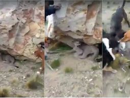 El brutal ataque de una jauría a un puma