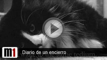 Gato - columna 2 Gato - columna 2