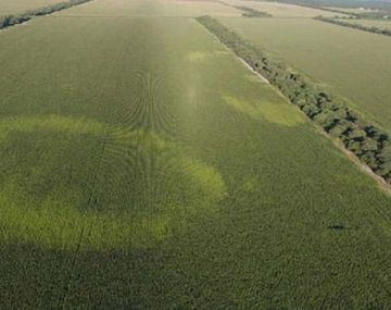La marca en un campo de Santiago del Estero