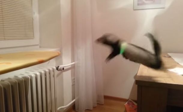 Un hurón trata de saltar, pero no lo logra y se da un palazo