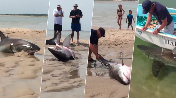Turistas ayudan a un tiburón blanco que había quedado varado en la playa