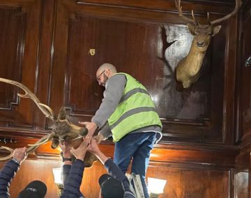 Así retiraron las piezas de los animales embalsamados