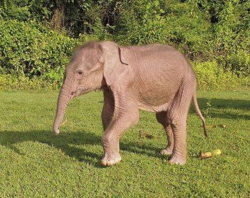 Sorpresa por el nacimiento de un elefante blanco en Myanmar