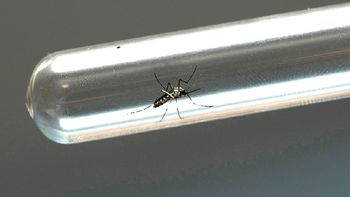 Un recién nacido murió por el virus del Zika en Tucumán Un recién nacido murió por el virus del Zika en Tucumán