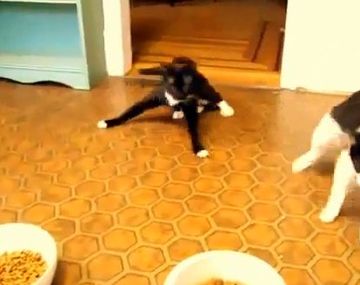 Dos gatos anestesiados y muertos de hambre luchan por su equilibrio