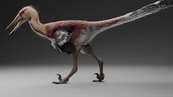 Nuevo dinosaurio raptor Nuevo dinosaurio raptor