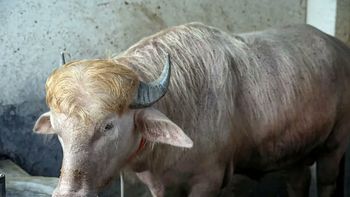 Un búfalo albino apodado Donald Trump se vuelve una sensación viral. Un búfalo albino apodado Donald Trump se vuelve una sensación viral.