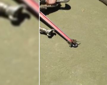 Un trabajador petrolero filmó un video en el que se ve cómo un tarántula escapaba con una lagartija.