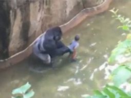 otra vez matan a un animal en un zoologico: un gorila aprisiono a un nene en su jaula otra vez matan a un animal en un zoologico: un gorila aprisiono a un nene en su jaula