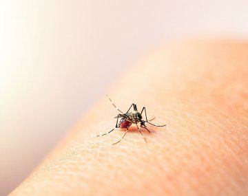 Son más de 56 mil los casos de dengue y más de 1.200 los de chikungunya en todo el país