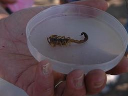 Una especie de alacrán tiene veneno